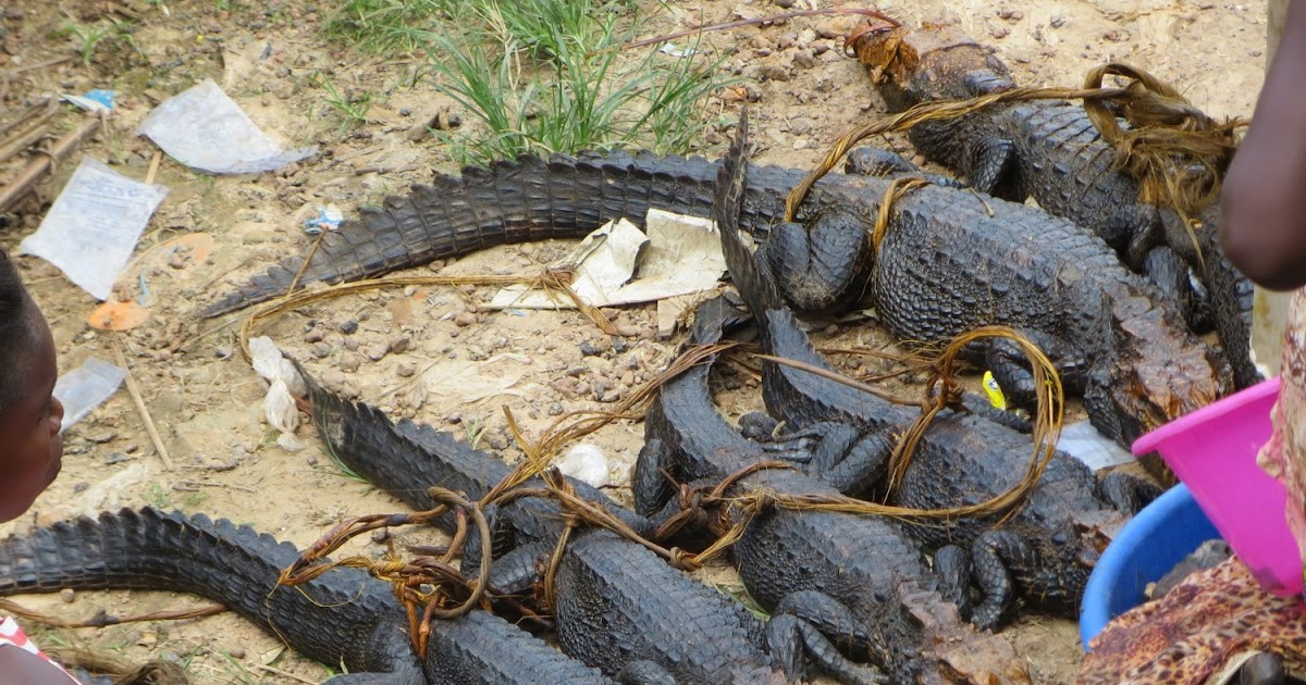 Bush Meat Remains Popular in the Democratic Republic of Congo