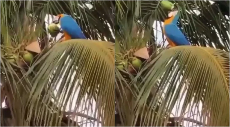 Amazing! Macaw Bird Cracks Coconut and Quenches its Thirst in Magical Moment Caught on Camera
