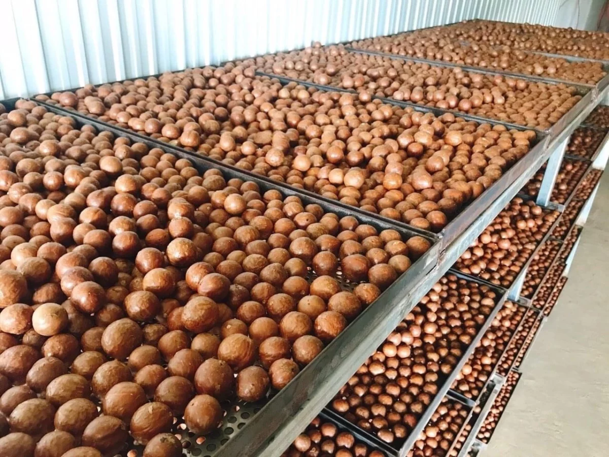CS Kuria Uplift Ban on Raw Macadamia Export for one year