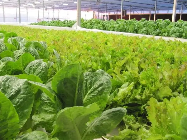 Tunisia Launches Hydroponics Project to Boost Farming