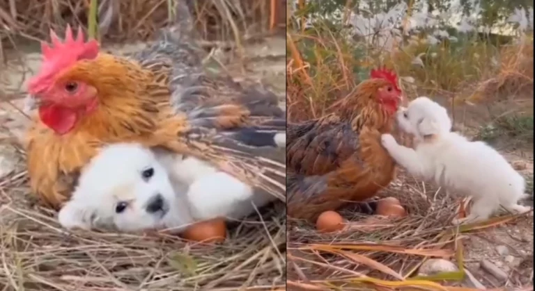 Love is Blind: Heartwarming Video Shows the Power of Friendship Between Puppy and Mother Hen
