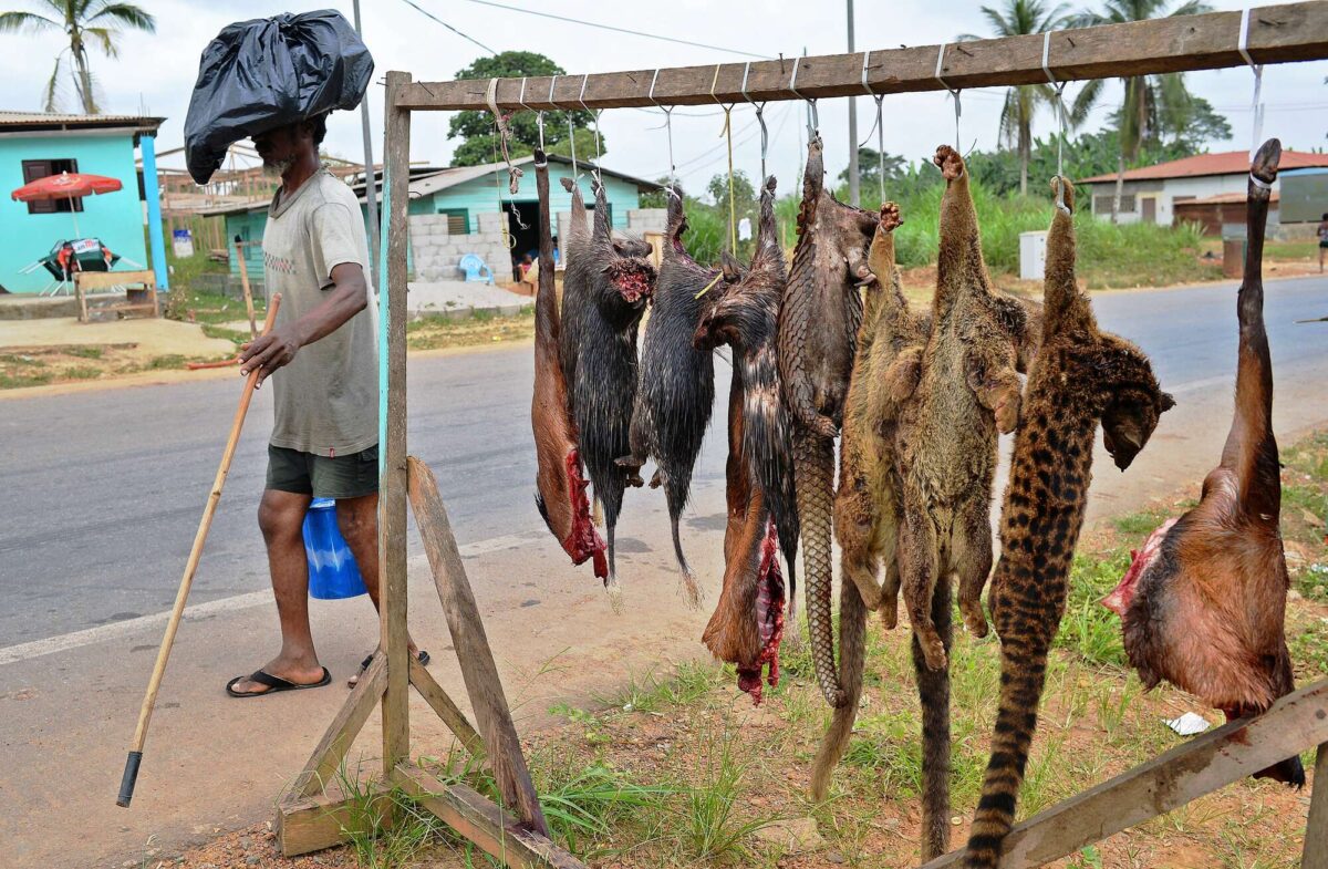 Bush Meat Remains Popular in the Democratic Republic of Congo