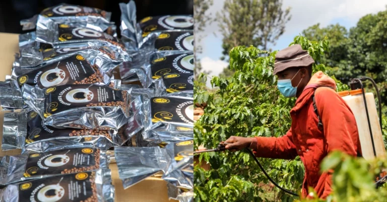 Murang’a County’s Vision to Revitalize the Kenyan Coffee Sector