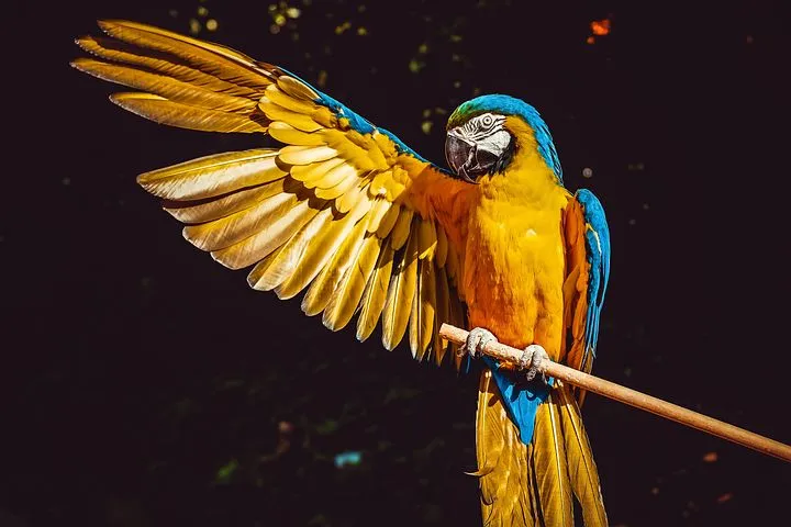 Macaw bird