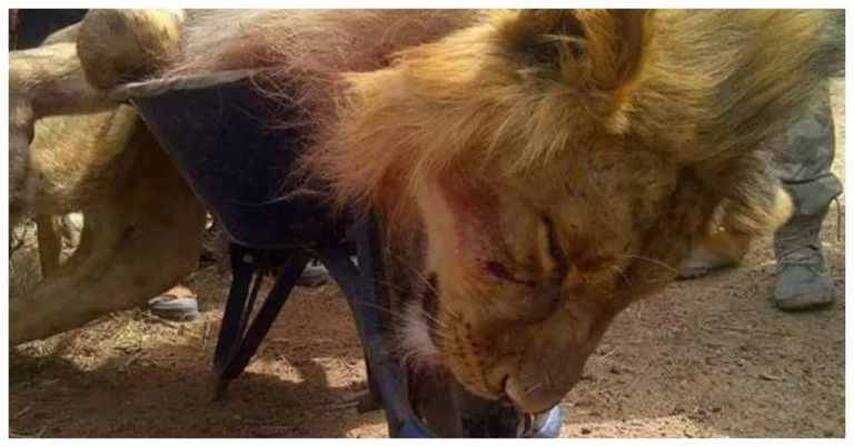Oldest Lion Killed in Kenya as Lion Killings escalate in the Country
