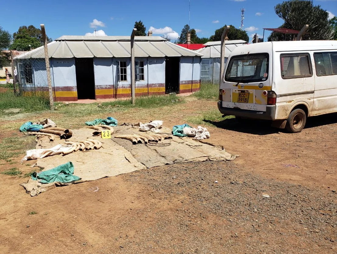 Man arrested in laikipia for posession of elephant tusks