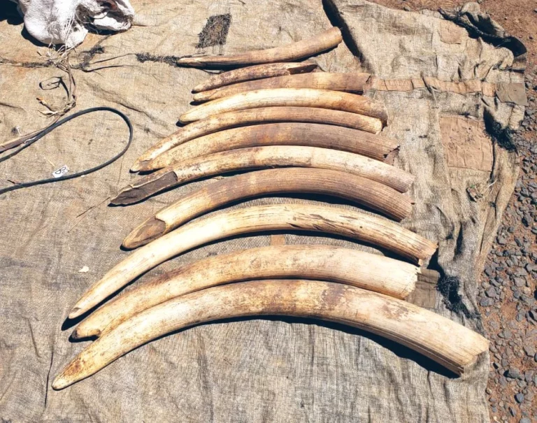 Man Arrested in Laikipia County for Possession of Over 110kg of Elephant Tusks