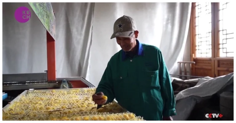 Automation helps spin profits for silkworm farmers in East China