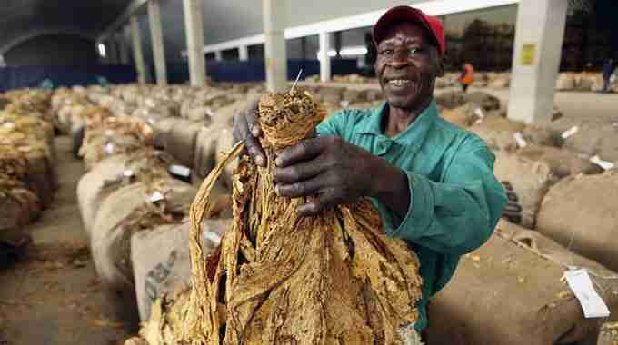Tobacco Production in Zimbabwe Hits High Record due to Expansion
