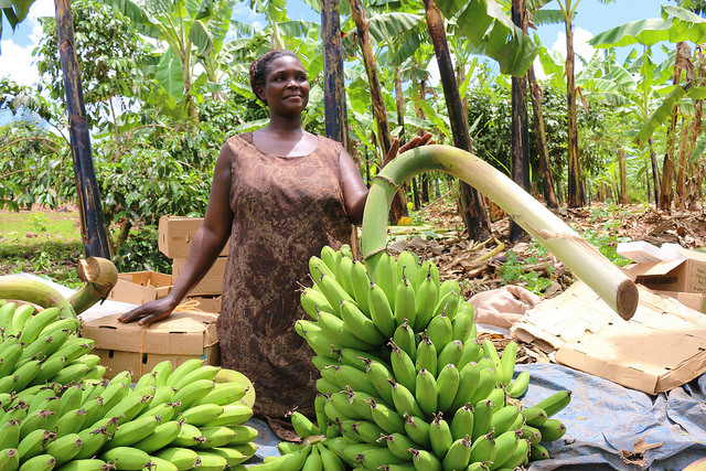 Uganda Sees Revenue Surge with Increased Banana Harvest