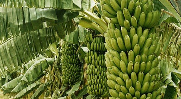 Uganda Increases its Revenue as Banana Harvest Increases.