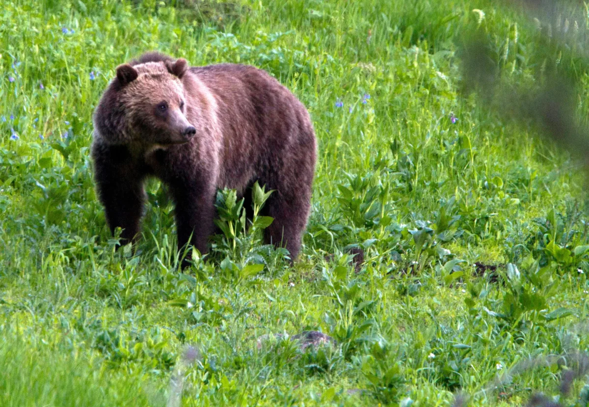 The Buttermilk Trail at Yellowstone National Park was closed Saturday afternoon because of bear activity.[Photo/Courtesy]