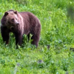 The Buttermilk Trail at Yellowstone National Park was closed Saturday afternoon because of bear activity.[Photo/Courtesy]