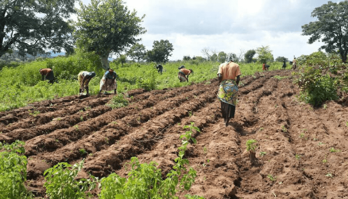 UN Urges More Millet Production in Nigeria.
