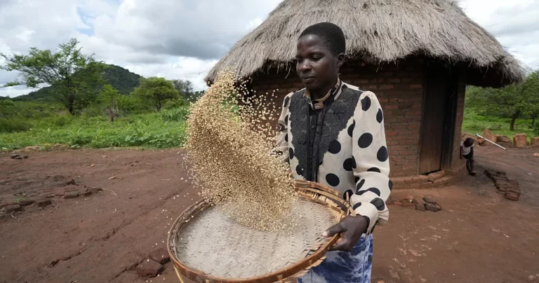 UN Urges More Millet Production in Nigeria