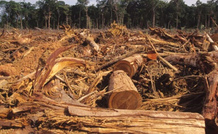 Tanzania’s Deforestation Rates Reach Alarming Levels