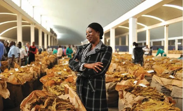 Tobacco Production in Zimbabwe Hits High Record.