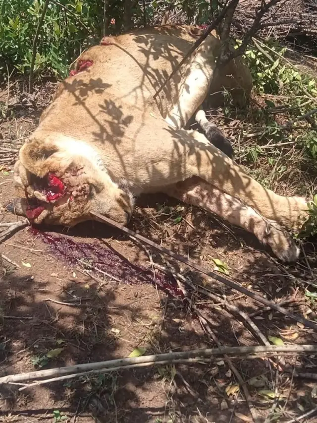 Lion Killed by Locals