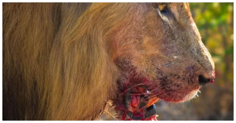 Lion Attack in Laikipia Leaves 3 Injured