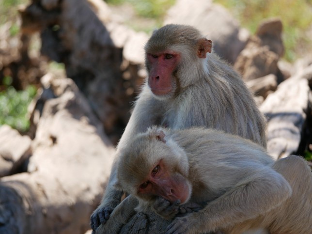 Surprising, Study Reveals that Most Monkeys are Bisexual