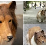 Japanese Man changes himself to Dog