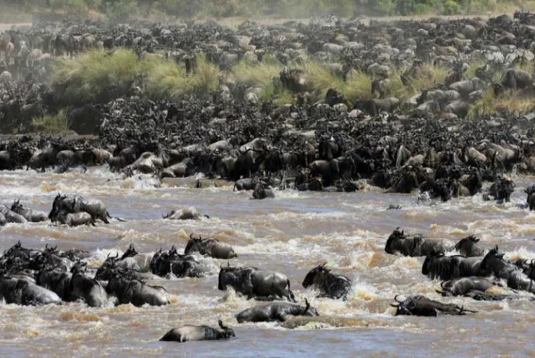 The Great Wildebeest Migration kicks off after weeks of delays