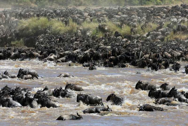 Wildebeests (connochaetes taurinus) cross the Mara river during their migration to the greener pastures, between the Maasai Mara game reserve and the open plains of the Serengeti, southwest of Kenya's capital Nairobi, August 15, 2016. Picture taken August 15, 2016. Photo/Courtesy