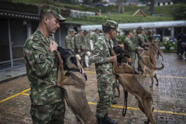 Colombian Military Deploys Skilled Dogs for Complex Missions .