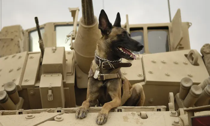 Colombian Military Deploys Skilled Dogs for Complex Missions