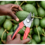 Avocado exportation temporarily banned