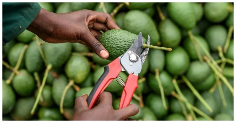 Granot: Israel’s Largest Avocado Grower Launches Operations in Kenya