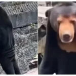 Hangzhou zoo bear upright posture