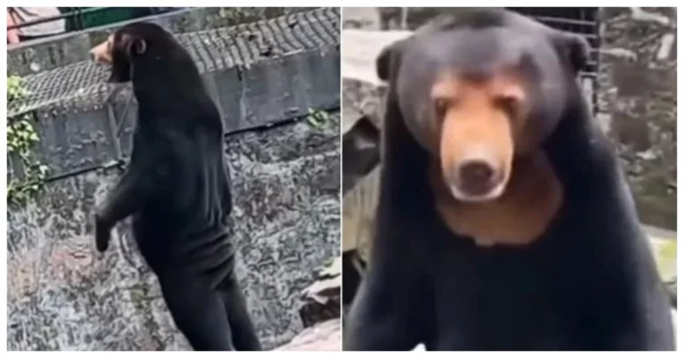 Chinese Zoo Denies Bear Costume Allegations