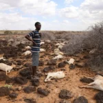 Mamo Konchora, a nomad herder from the Gabra tribe, stands next to the corpses of his livestock which died due to cold weather, near North Horr, Marsabit county, Kenya, January 21, 2022. Picture taken January 21, 2022. REUTERS/Baz Ratner