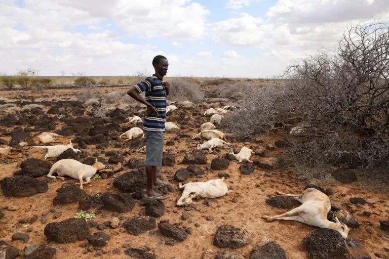 Contaminated Water Claims Lives of 93 Goats in Marsabit County