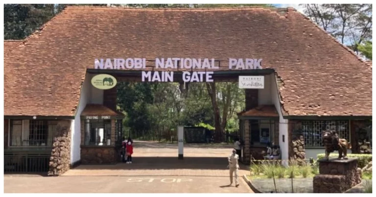 Ruto’s Order Leaves Tourists Stranded at the Park