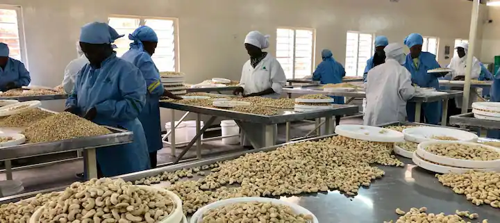 Workers at the Kenya Nut Company.[Photo/Proparco]