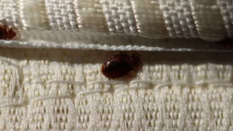 How to Get Rid of Bedbugs as Infestations Rise