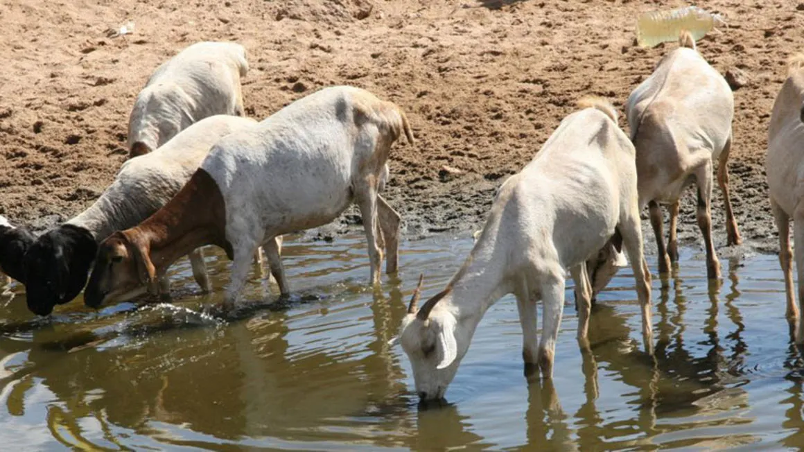 A herder drives goats to a water pan in Laisamis, Marsabit County on June 1,2015. Pastoralists from the area struggle to find buyers for their skinny remaining animals. [FILE PHOTO/NMG] Contaminated Water