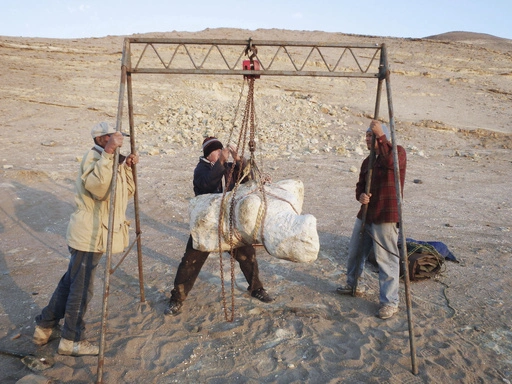 A Perucetus colossus Whale specimen is prepared for transportation from its origin site