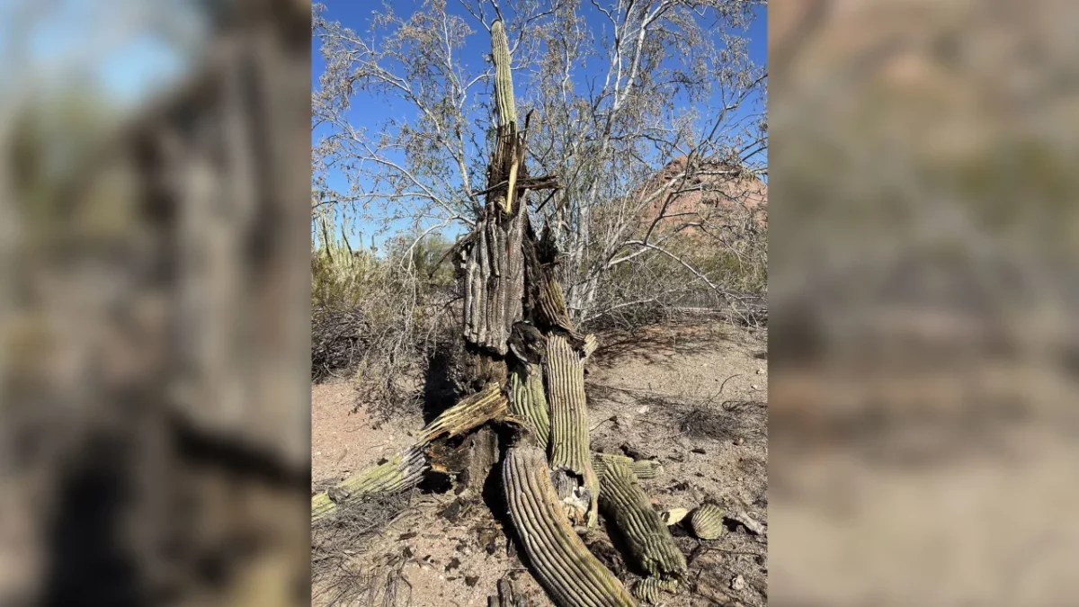 An image of a collapsed Saguaro cactus in Phoenix due to extremely high temperatures