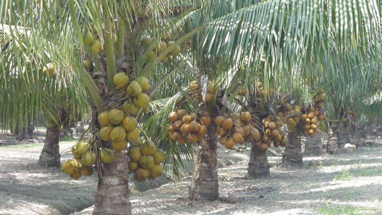 Nigeria Aims to Boost Coconut Exports for More Money