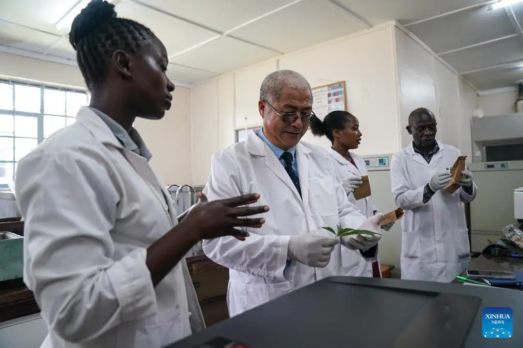 A Chinese professor instructs Kenyan graduate students at the China-Kenya Belt and Road Joint Laboratory on Crop Molecular Biology at Egerton University in Nakuru County, Kenya, on Sept. 18, 2023. (Xinhua/Han Xu)