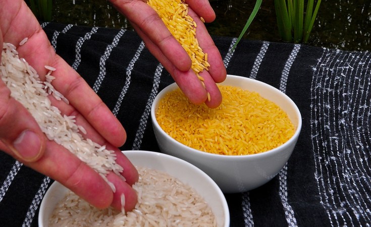 The far bowl on the right contains Golden Rice, an example of biofortification using genetic engineering. The golden color of the grains comes from the increased amounts of beta-carotene.[photo/Courtesy] GMO