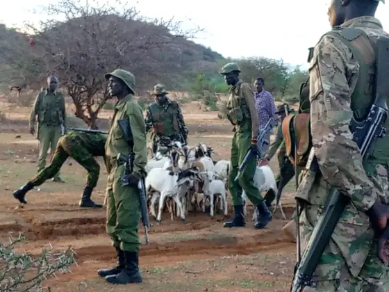In the coordinated effort by officers from Kulamawe Police Station, Aramiet GSU Camp, Losesia GSU Camp, Archers Post Police Station, and NGAO officers from Waso Division, they managed to recover a significant number of stolen goats that had gone missing earlier this year.[Photo/Courtesy] Suspect
