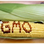 GMO ban lifted