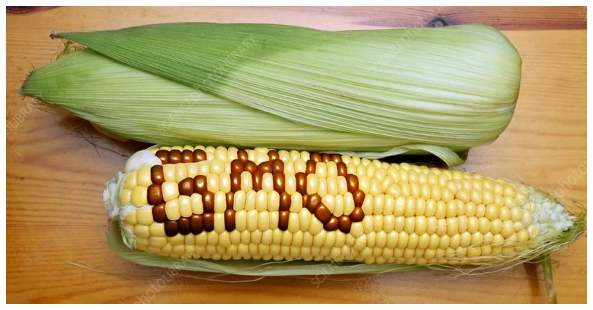 GMO ban lifted