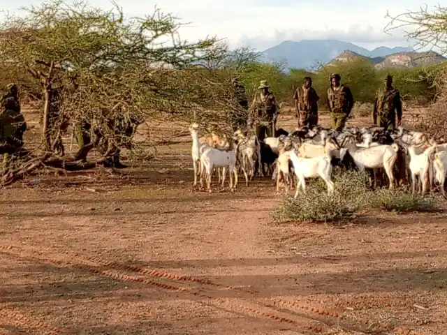 One Arrested as 43 Stolen Goats Recovered in Samburu County