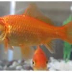 Faozhou leads goldfish farming in China