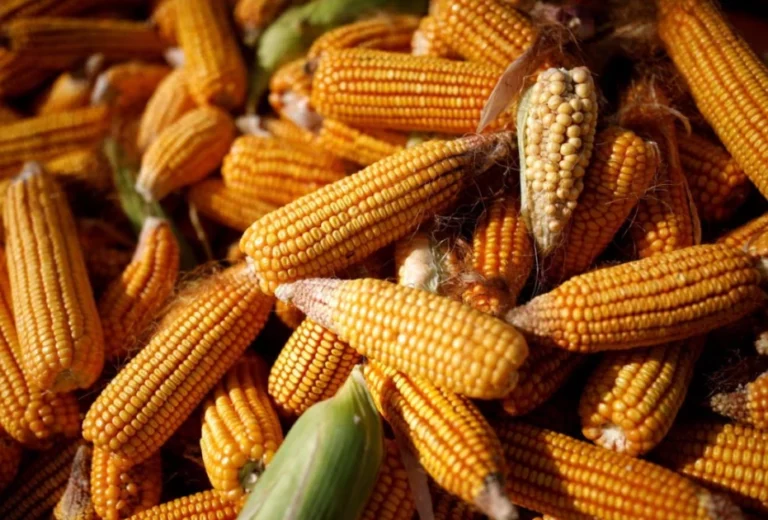 Experts Says GMO is the Answer to Food Security Amid Rising Challenges